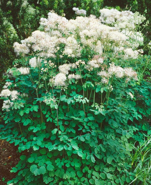 Wiesenraute mit weißen Blüten und grünen Blättern.