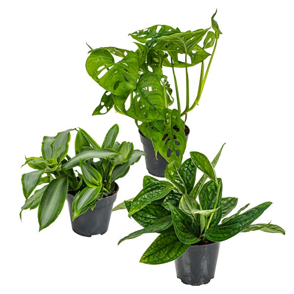 3x Botanischer Zimmerpflanzen-Mix – Epipremnum – Monstera-Affe – Murdannia – ⌀12 cm – ↕20-25 cm