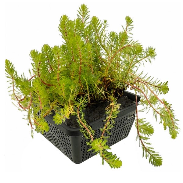 Wasserpflanze Tausendblatt Myriophyllum in einem quadratischen Pflanzkorb für Teiche.
