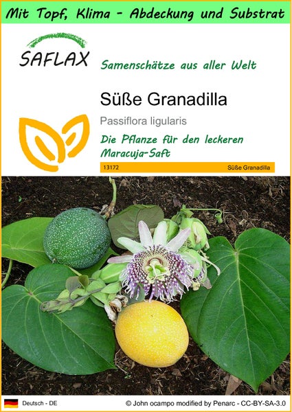 SAFLAX Garden to go - Süße Granadilla - Passiflora ligularis - 20 Samen - Mit Topf, Klima - Deckel und Anzuchtsubstrat