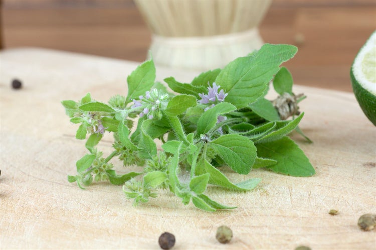 Mentha arvensis, Ackerminze, aromatisch, ca. 9x9 cm Topf