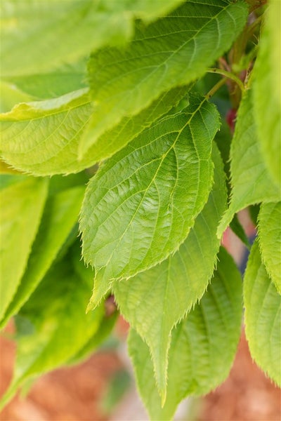 Prunus serrulata 'Amanogawa', Japanische Säulenkirsche, rosa, 100–150 cm