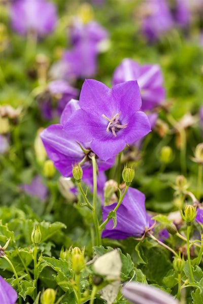 Campanula carpatica 'Blaue Clips', Glockenblume, blau, ca. 9x9 cm Topf