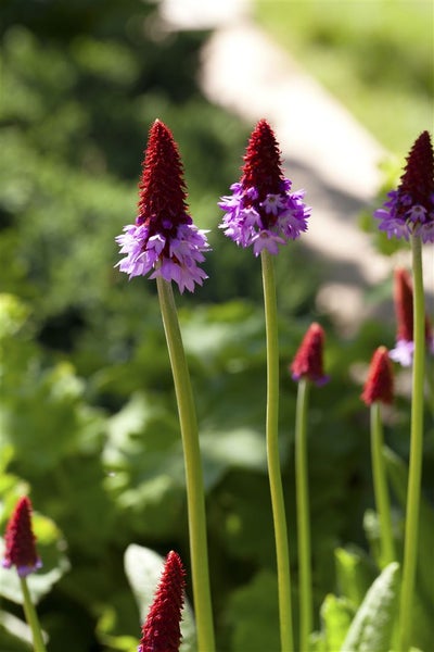 Primula vialii, Orchideenprimel, zweifarbig, ca. 9x9 cm Topf