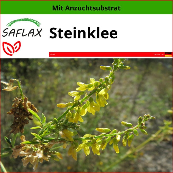 SAFLAX  - Steinklee - Melilotus officinalis - 250 Samen - Mit keimfreiem Anzuchtsubstrat