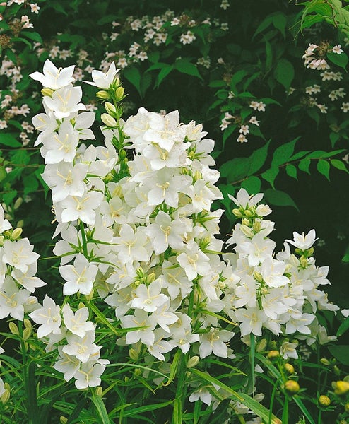 Campanula pyramidalis 'Alba', Glockenblume, weiß, ca. 9x9 cm Topf
