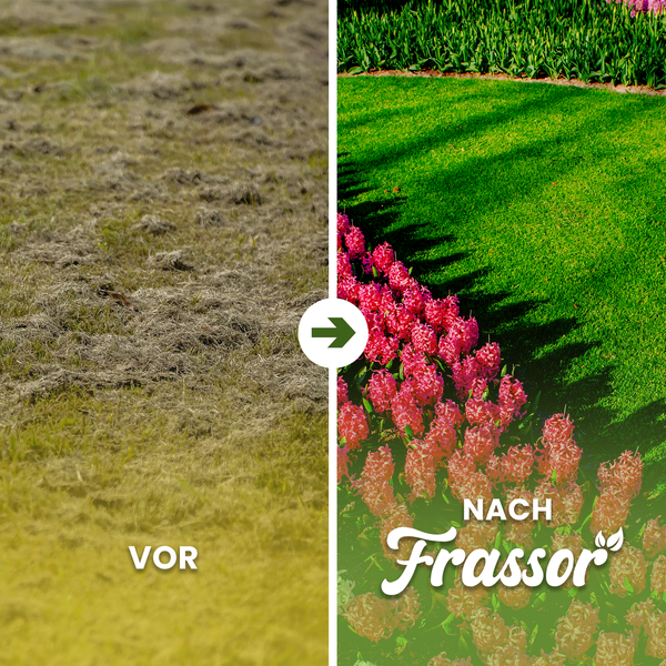Vorher-Nachher-Ansicht eines Rasens mit Frassor-Rasensamen für einen dichteren Rasen