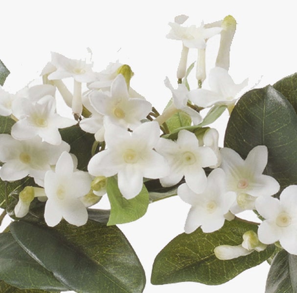 Künstliche Hängepflanze Sedum mit dicken, ovalen Blättern.