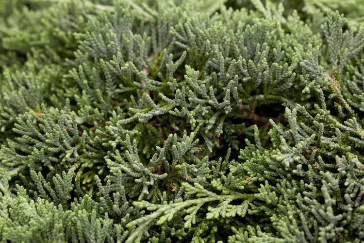 Juniperus horizontalis 'Icee Blue', Kriech-Wacholder, blau, 20–25 cm