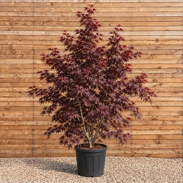 Japanischer Ahorn mit rot-violettem Laub in einem Kunststoffpflanztopf vor einer Holzwand.