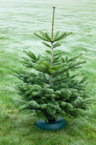 Abies nordmanniana, Nordmanntanne, 60–80 cm