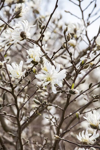 Nahaufnahme einer Sternmagnolie mit weißen Blüten und Knospen