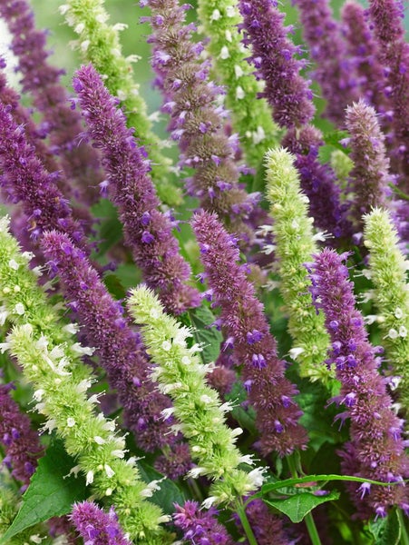 Nahaufnahme von Agastache-Blütenständen