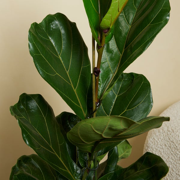 Bloomique - 2er Set - Ficus Lyrata - Geigenfeige - Zimmerpflanzen Groß - Pflegeleicht - Luftreinigend - Höhe 80-100 cm - Topf 21 cm
