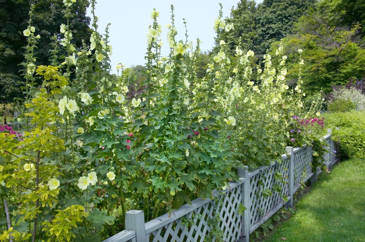 Szene mit Stockrosen in einem Garten neben einem Zaun