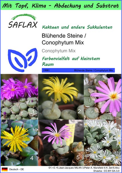 SAFLAX Garden to go - Blühende Steine / Conophytum Mix - Conophytum Mix - 40 Samen - Mit Topf, Klima - Deckel und Anzuchtsubstrat