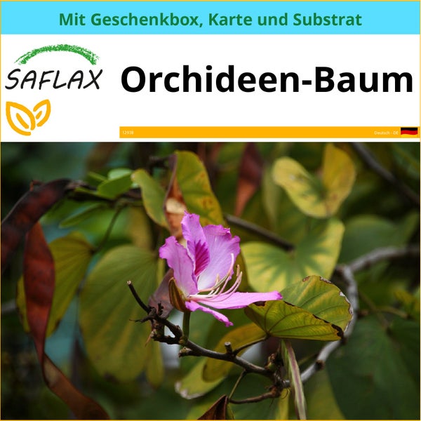 SAFLAX Geschenk Set - Orchideen-Baum - Bauhinia variegata - 8 Samen - Mit Geschenkbox, Versandaufkleber, Geschenkkarte und Anzuchtsubstrat