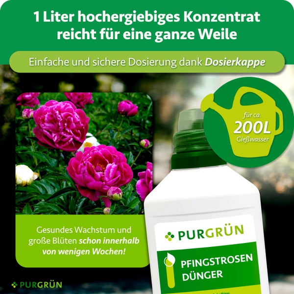 Eine Flasche PURGRÜN Pfingstrosen Dünger mit Dosierkappe für zweihundert Liter Gießwasser, fördert gesundes Wachstum und große Blüten.