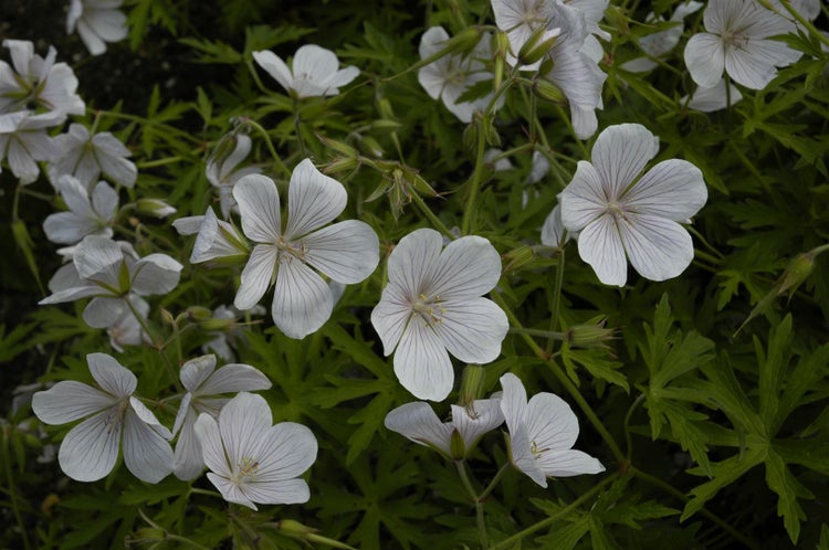 Geranium clarkei 'Kashmir White', Storchschnabel, weiß, ca. 9x9 cm Topf