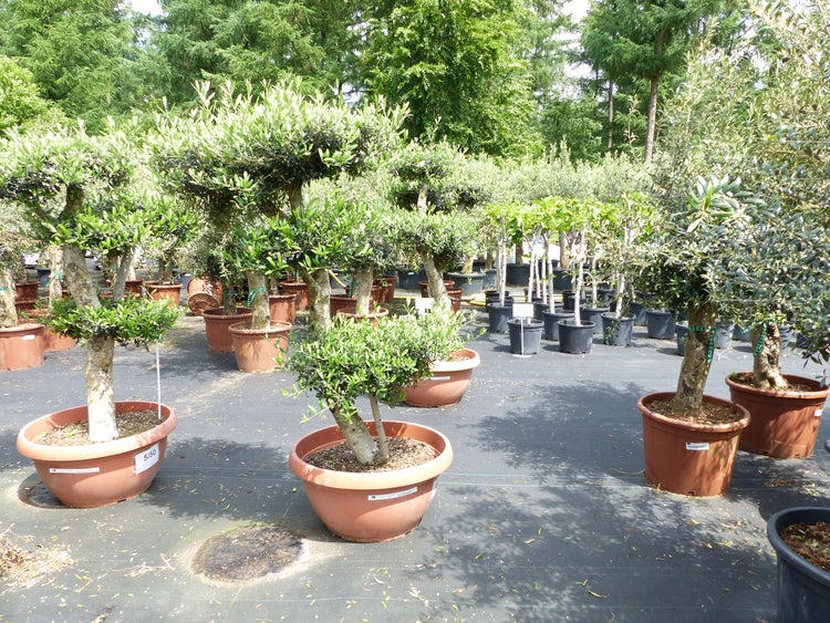 Olivenbaum Pon Pon 170 cm | 4 Pon Pon Bonsai Formgehölz, winterhart