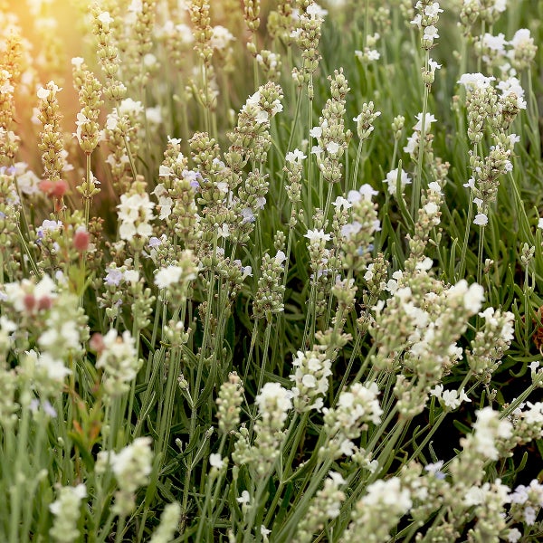 Weißer Lavendel mit vielen Blütenähren und grünen Blättern im hellen Sonnenlicht.