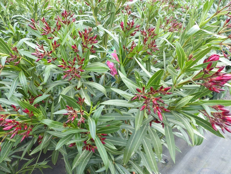 Oleander Nerium oleander mit grünen Blättern und zahlreichen dunkelroten Blütenknospen.