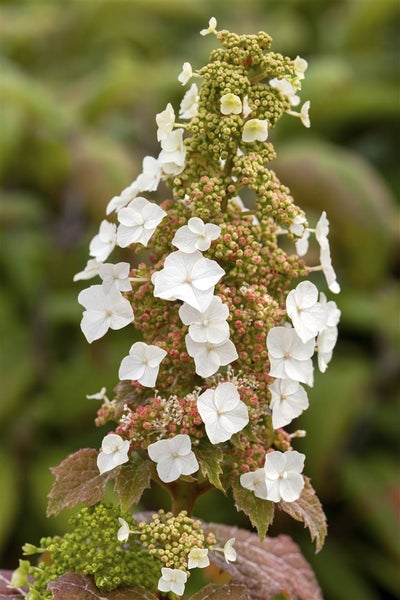 Hydrangea quercifolia 'Burgundy', Eichenblatthortensie, rot, 40–60 cm