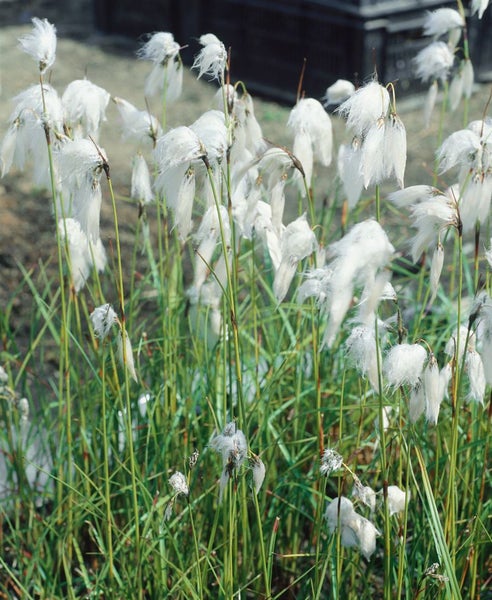 Eriophorum angustifolium, Wollgras, ca. 9x9 cm Topf