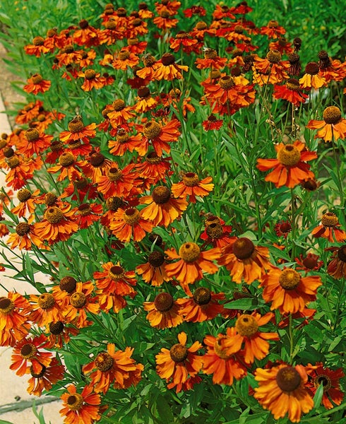 Helenium x cult.'Kanaria', Sonnenbraut, gelb, ca. 11x11 cm Topf