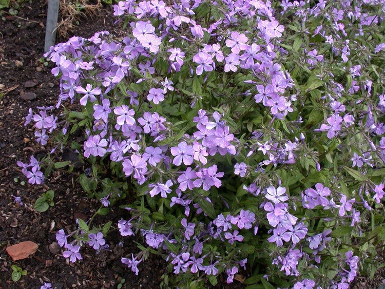 Phlox divaricata 'Chattahoochee', Waldphlox, lavendelblau, ca. 9x9 cm Topf