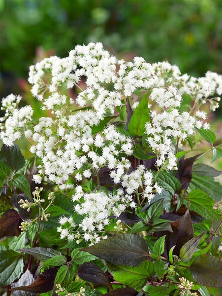 Blütenstand einer Staude mit kleinen, weißen Blüten