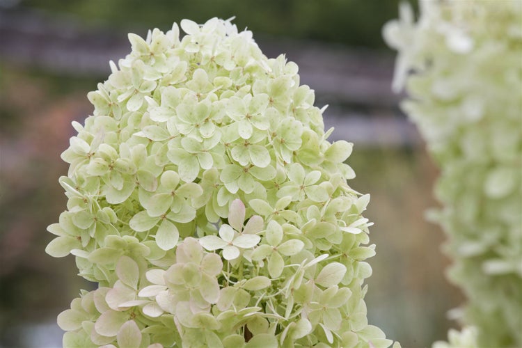 Hydrangea paniculata 'Limelight' -S-, Rispenhortensie, grünlich-weiß, 40–60 cm