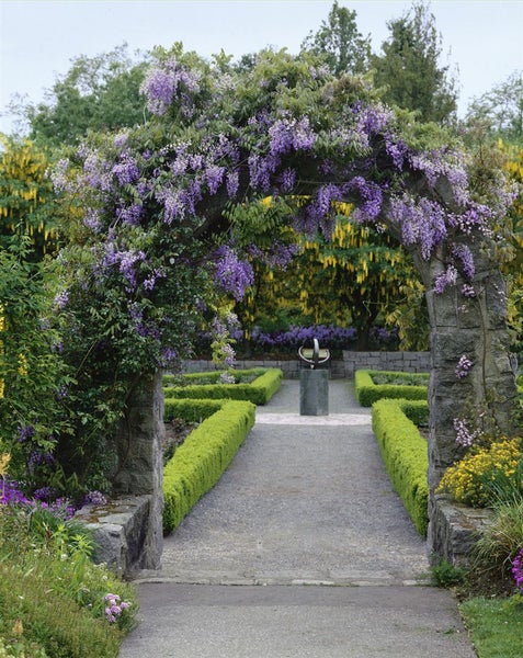 Wisteria sinensis, Chinesischer Blauregen, 150–200 cm