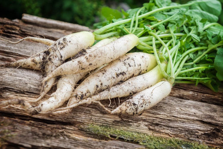 SAFLAX Garden in the bag - BIO - Radieschen - Eiszapfen - Raphanus sativus - 100 Samen - Mit Anzuchtsubstrat im praktischen, selbst aufstellenden Beutel