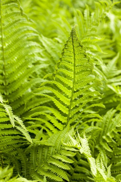 Athyrium filix-femina 'Rotstiel', Frauenfarn, ca. 9x9 cm Topf