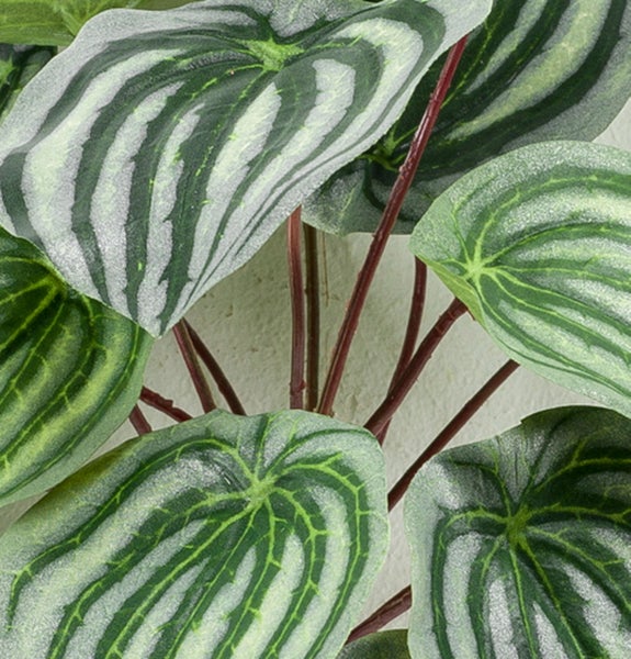 Künstliche Peperomia Pflanze mit herzförmigen gestreiften Blättern und rötlichen Stielen zur Dekoration.