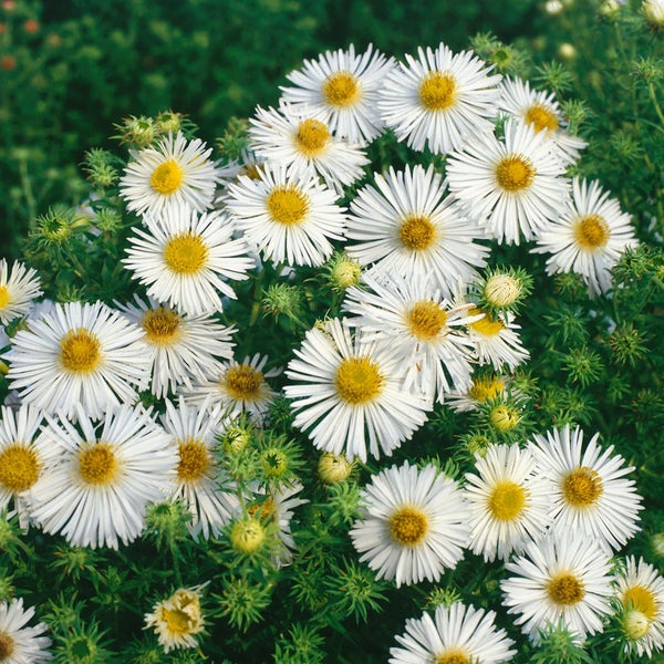 Aster novae-angliae, weiß, ca. 9x9 cm Topf