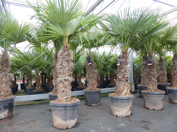 Trachycarpus fortunei XXL dicke Stämme 200 cm Hanfpalme, winterharte Palme bis -18°C