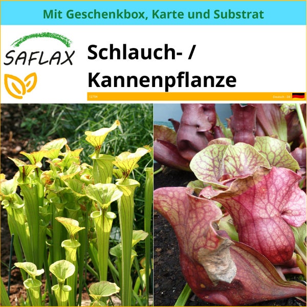 SAFLAX Geschenk Set - Schlauch- / Kannenpflanze - Sarracenia flava / S. purpurea - Mix - 10 Samen - Mit Geschenkbox, Versandaufkleber, Geschenkkarte und Anzuchtsubstrat