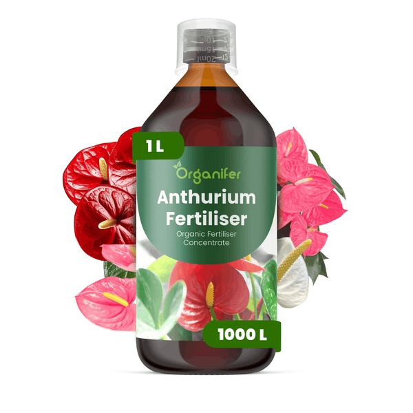 Organifer Anthurium Dünger, organisches Düngerkonzentrat, 1 Liter Flasche für 1000 Liter Gießwasser.
