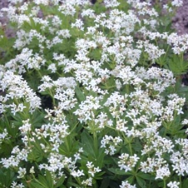 Waldmeisterpflanze mit weißen Blüten