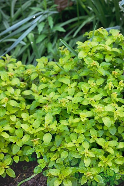 Nahaufnahme von Gold-Oregano im Gartenbeet.