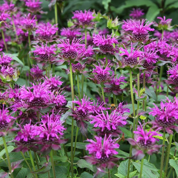 Nahaufnahme von purpurroten Monarda-Blüten im Garten.