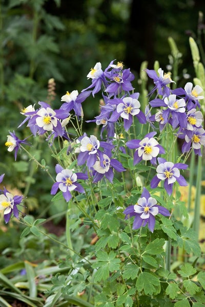 Aquilegia caerulea 'McKana', Akelei, bunte Blüten, ca. 9x9 cm Topf