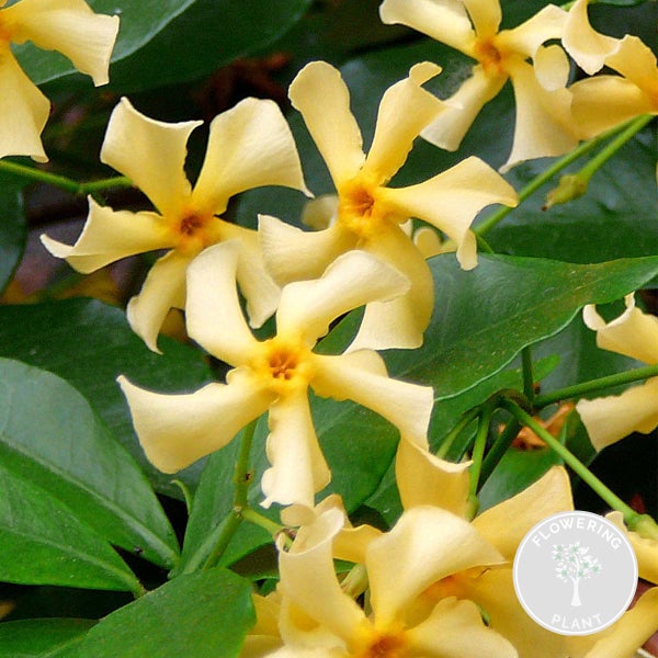 Trachelospermum 'Star of Toscana' – Gelber toskanischer Jasmin – Schlingpflanze – ⌀15 cm – ↕60-70 cm