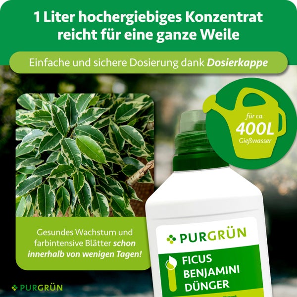 Purgrün Ficus Benjamini Dünger, 1 Liter Konzentrat für circa 400 Liter Gießwasser, inklusive Dosierkappe, für gesundes Wachstum und kräftige Blätter.