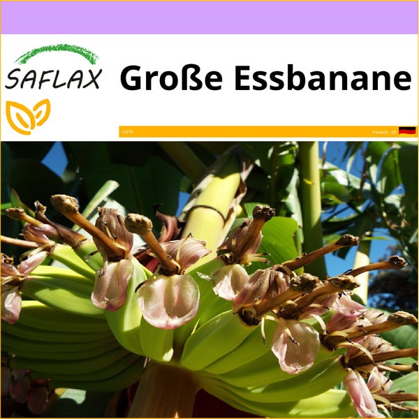 SAFLAX  - Große Essbanane - Musa X paradisiaca - 10 Samen