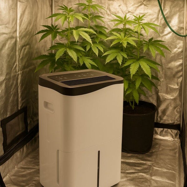 Luftentfeuchter in einem hellen Growzelt mit Zimmerpflanzen zur Kontrolle des Raumklimas.