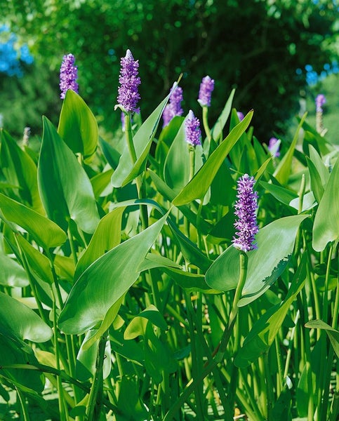 Pflanzen von Hechtkraut im Garten