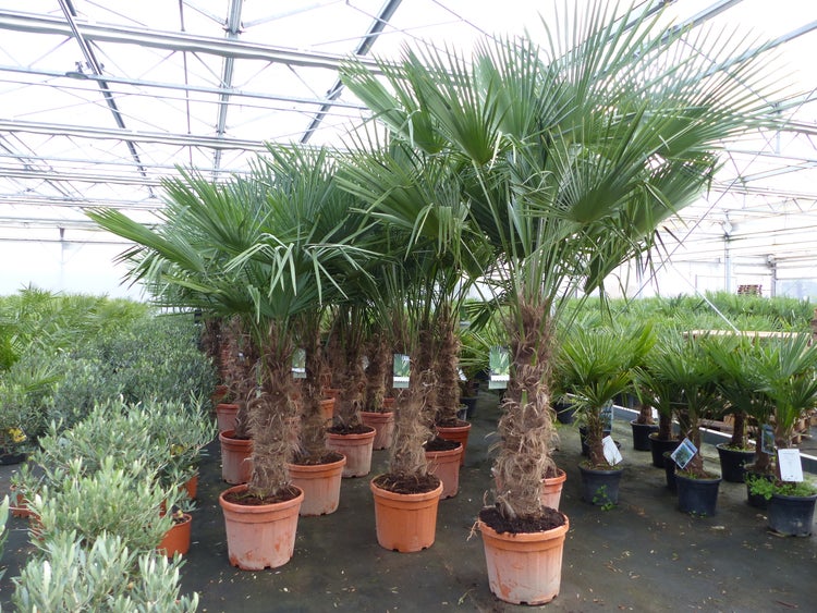 5 Stück 45L Trachycarpus Fortunei Palme, winterhart 200 - 250 cm